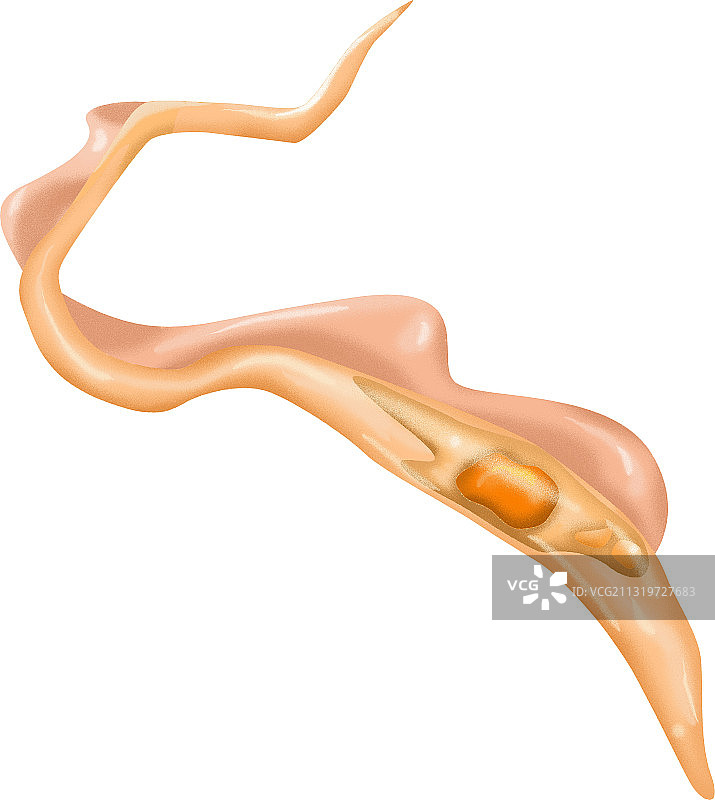 锥鞭毛体插图图片素材