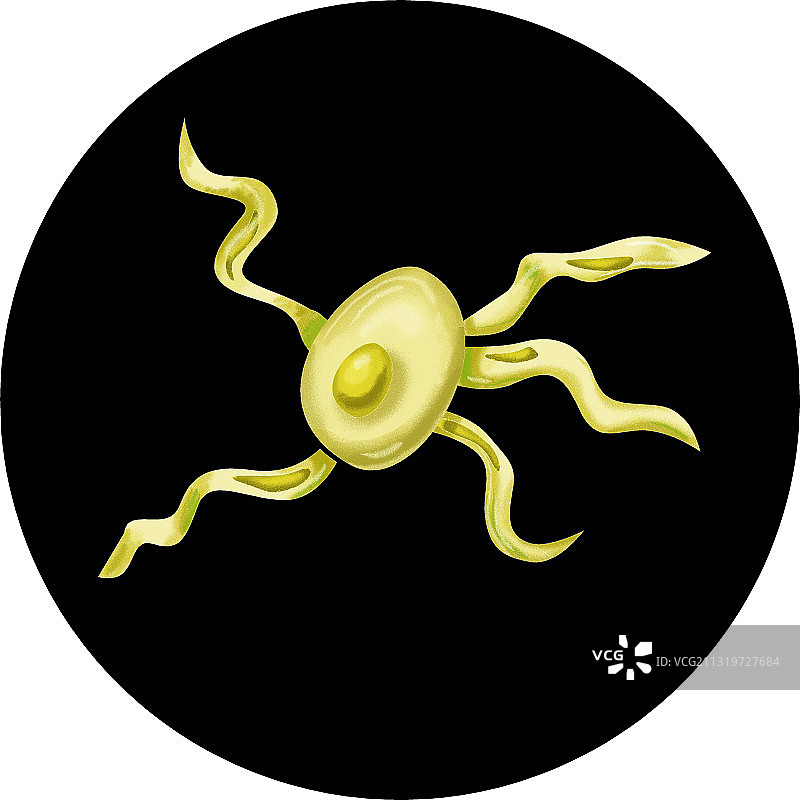 出鞭毛的微配子体图片素材