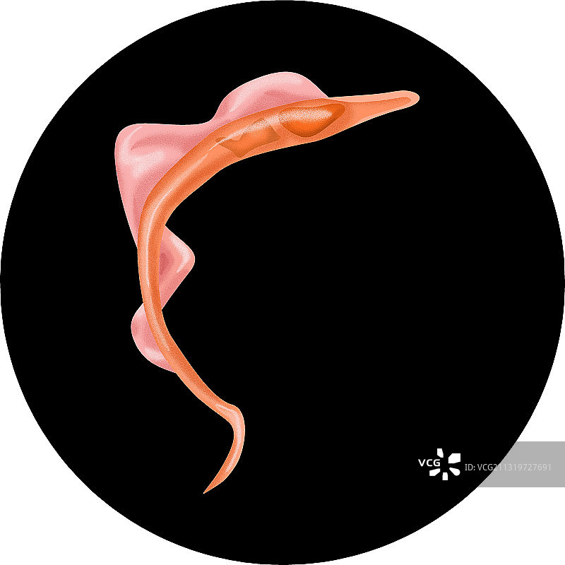 后环状锥鞭毛体图片素材