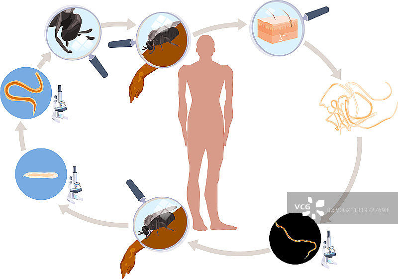 盘尾丝虫生命周期图片素材