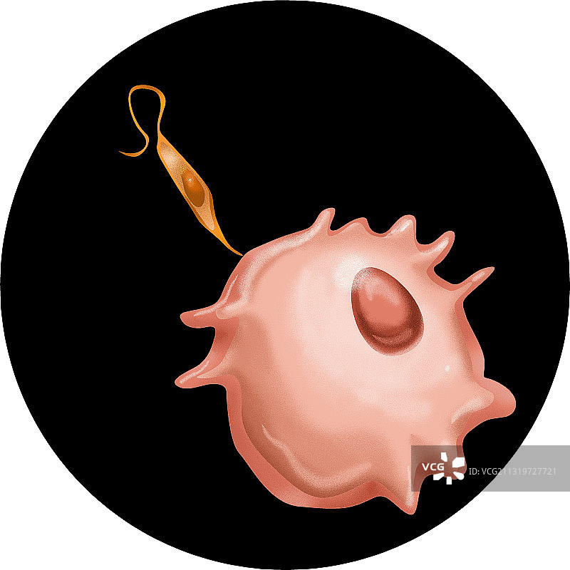 前鞭毛体图示图片素材