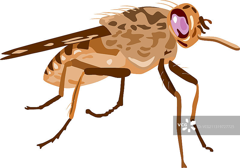 采采蝇插图图片素材