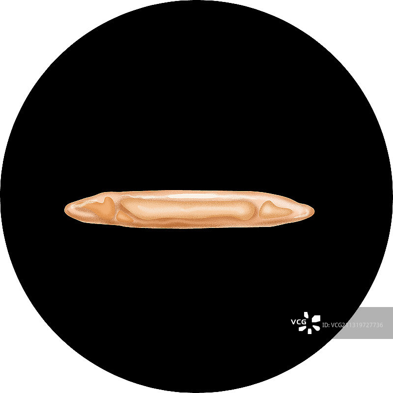 班氏丝虫幼虫图片素材