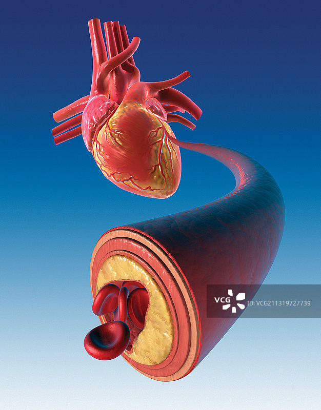 冠状动脉横截面图片素材