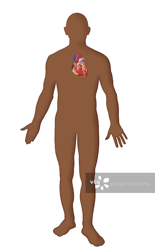 心脏插画图片素材