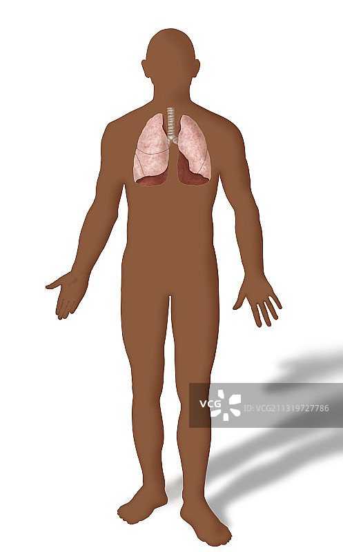 肺部插画图片素材