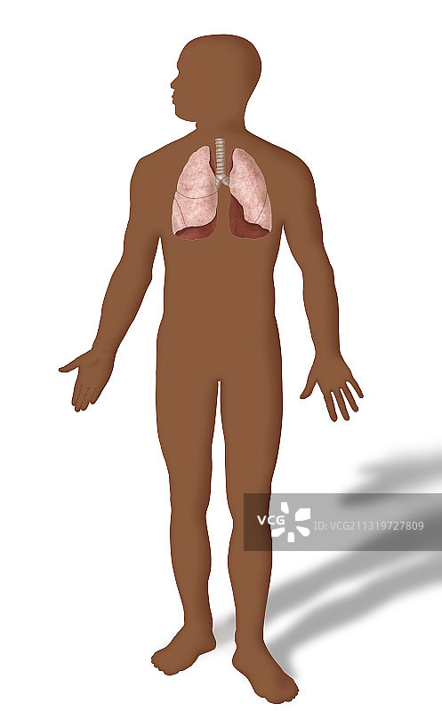 肺部插画图片素材