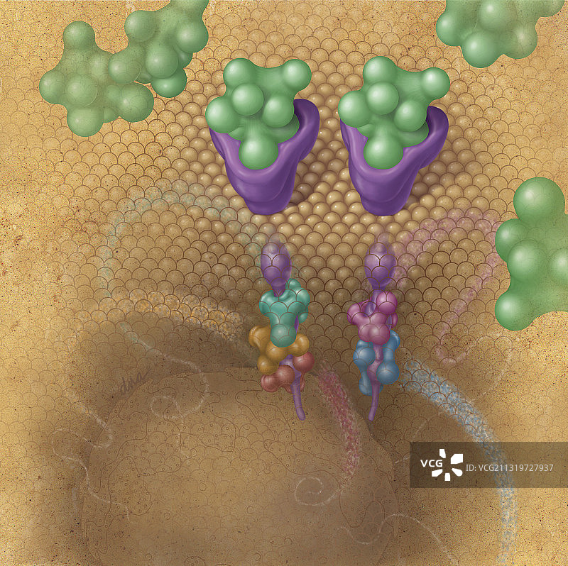 表皮生长因子通路图片素材