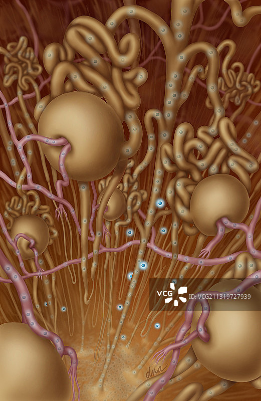 低磷血症：肾单位图片素材