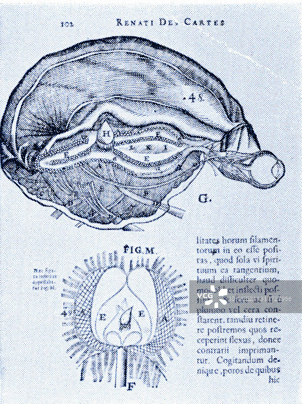 大脑和松果体图片素材