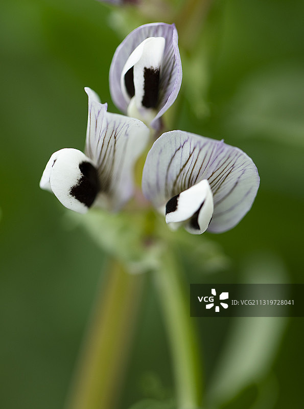 蚕豆花图片素材