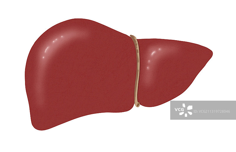 健康肝脏图图片素材