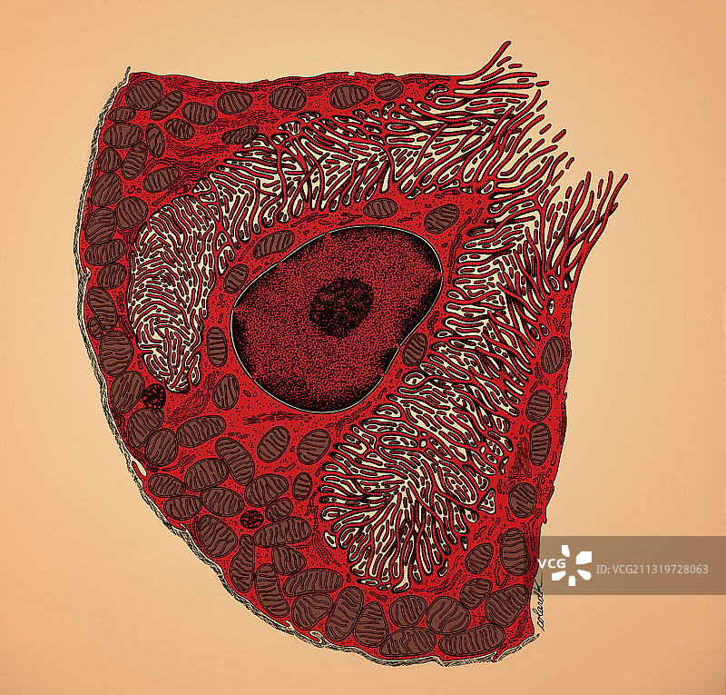 典型的壁细胞图片素材