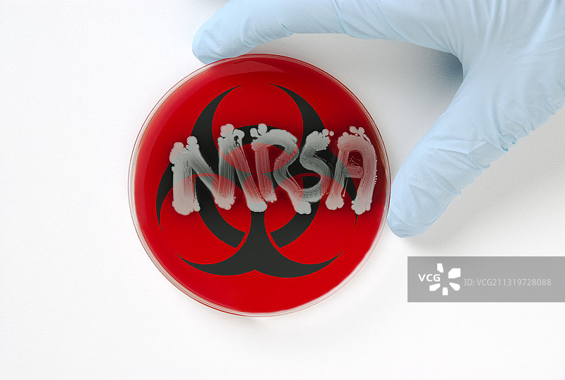 耐甲氧西林金黄色葡萄球菌培养皿图片素材