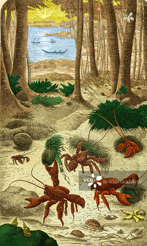 椰子蟹图片素材