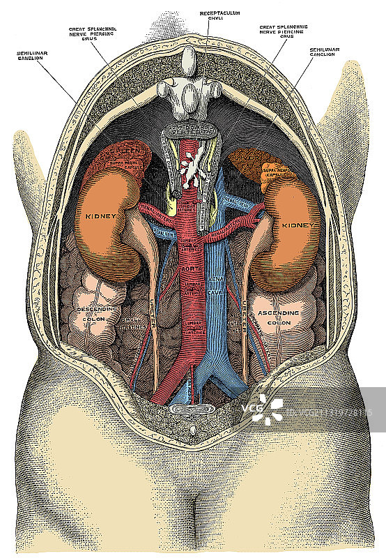 腹部解剖图片素材