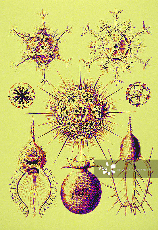 放射虫（根据恩斯特·海克尔）图片素材
