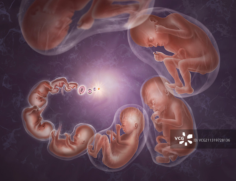 生长阶段图片素材