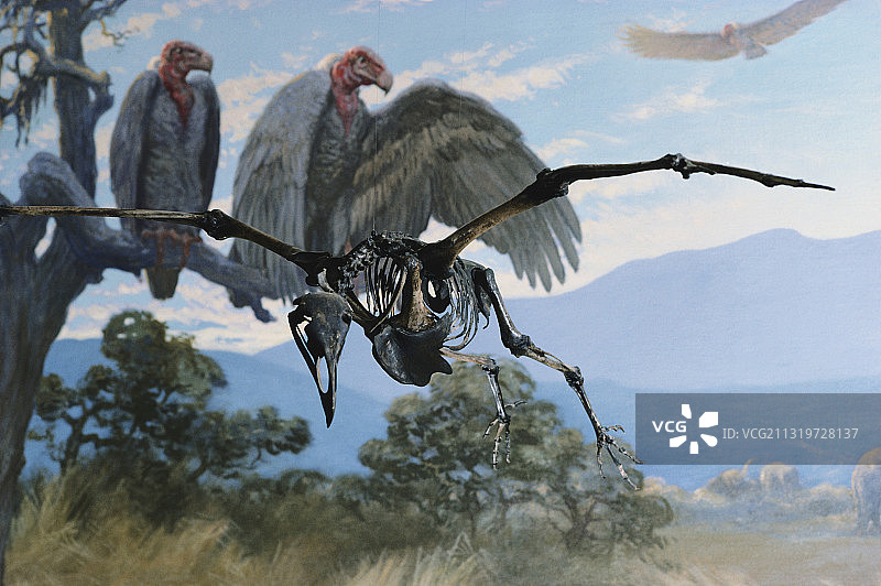 梅里厄姆巨鸟图片素材