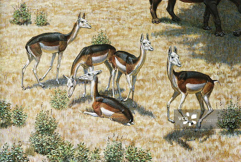 来自内布拉斯加州的斯氏骆驼图片素材