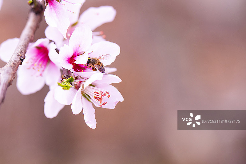 盛开的桃花图片素材