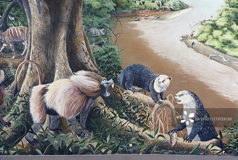 已灭绝的埃塞俄比亚哺乳动物图片素材