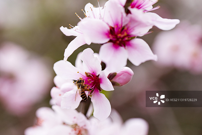 盛开的桃花图片素材
