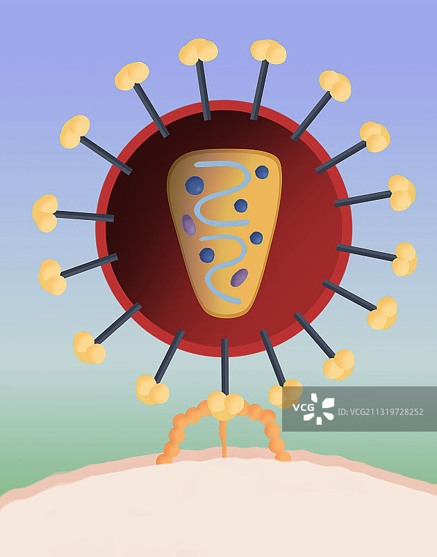 艾滋病毒结构图片素材