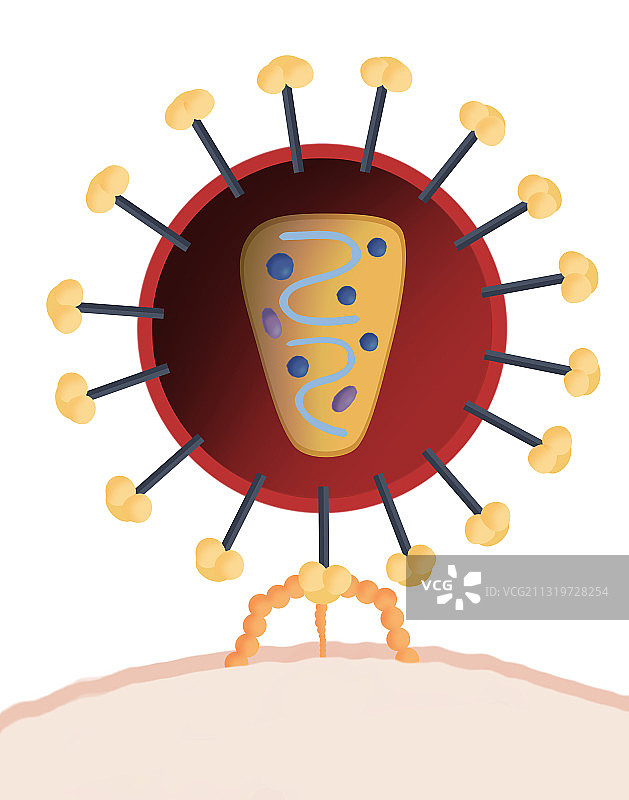 艾滋病毒结构图片素材