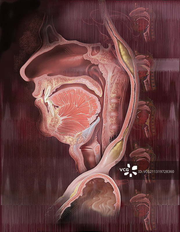 吞咽的咽期和食管期图片素材