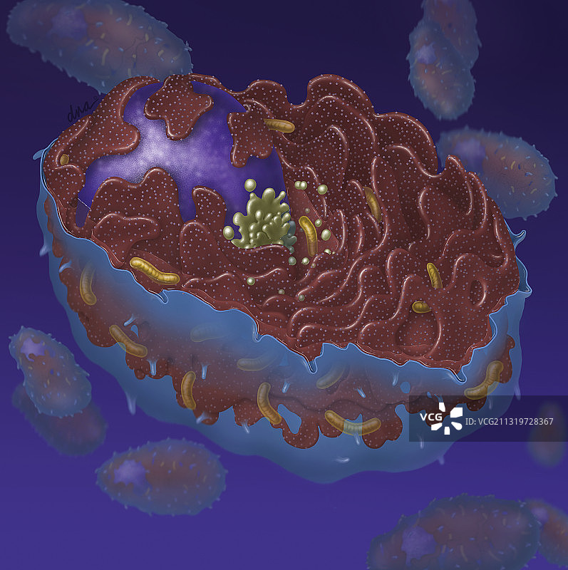 血浆细胞图片素材