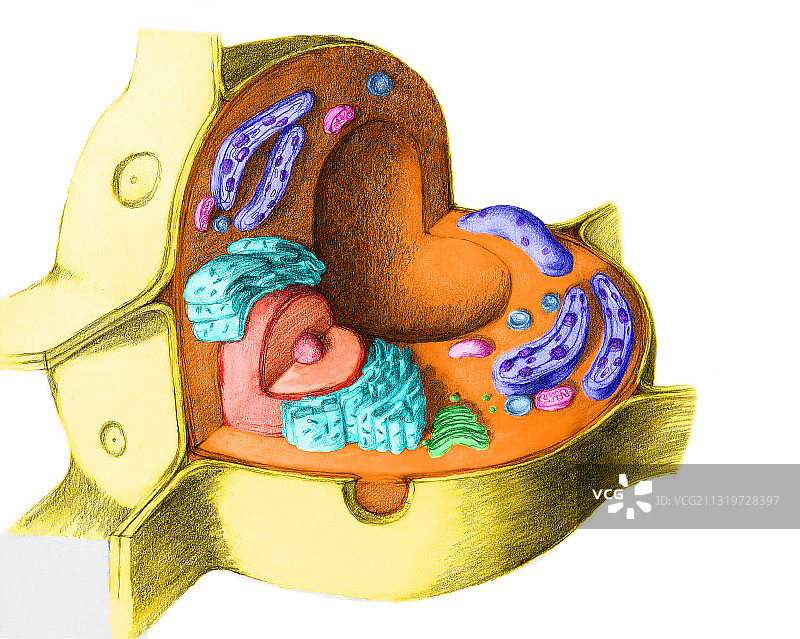 植物细胞图片素材