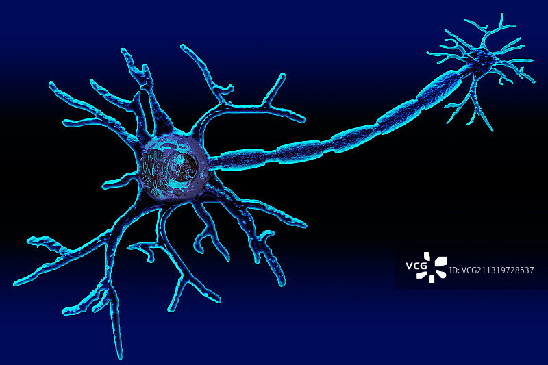 神经元图片素材