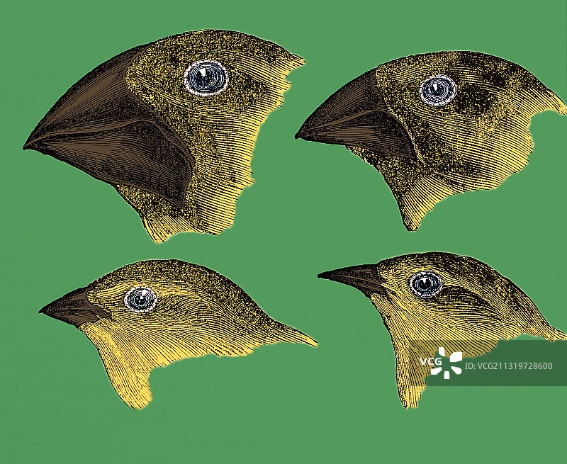 加拉帕戈斯群岛的雀鸟图片素材