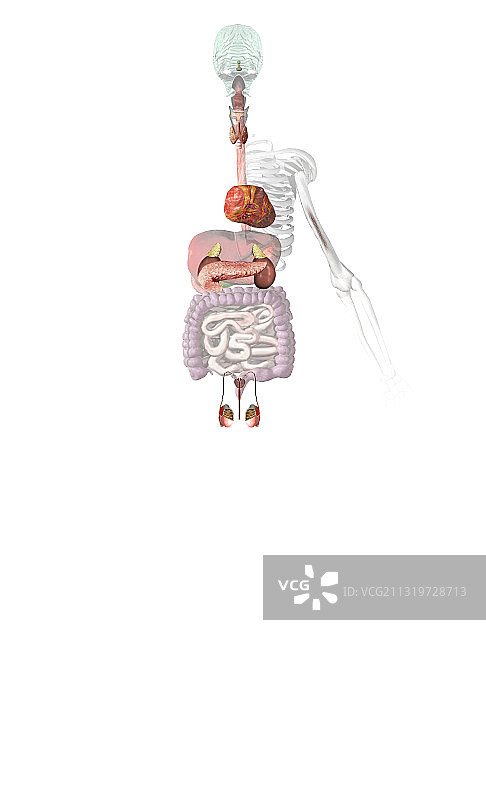 男性内分泌系统图片素材