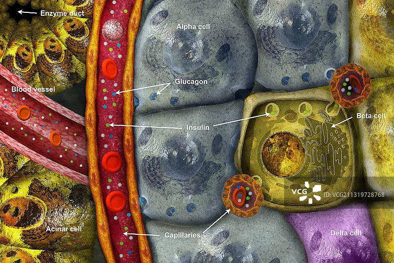 胰岛图片素材
