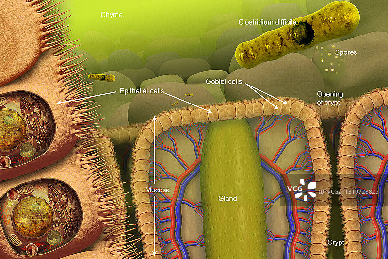 大型肠道中的艰难梭菌图片素材