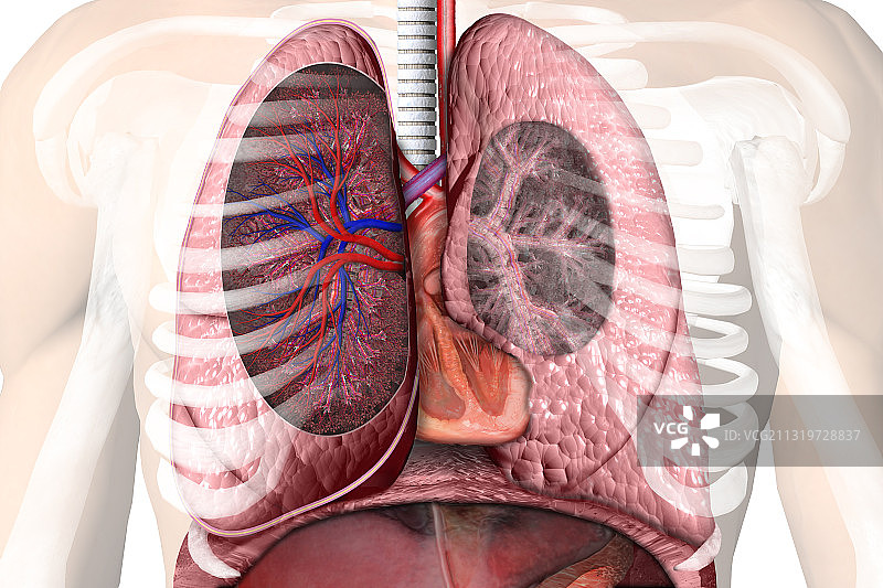 胸腔区域解剖图片素材