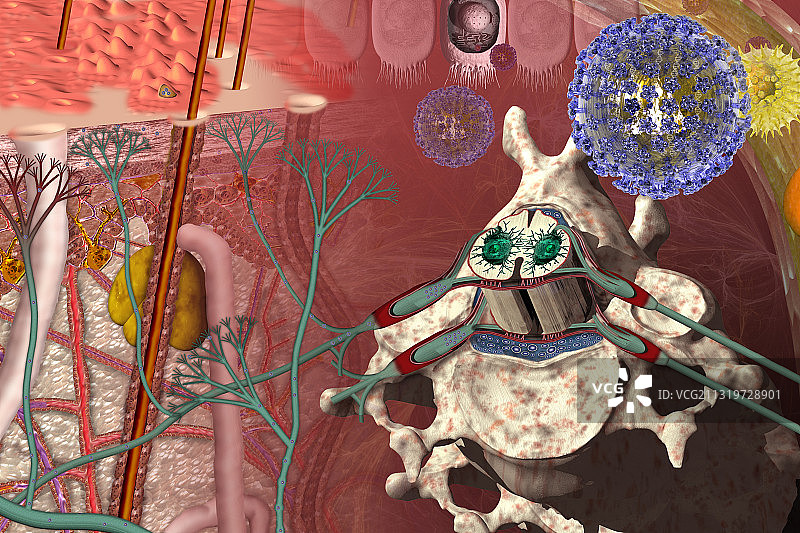 水痘-带状疱疹病毒感染阶段图片素材