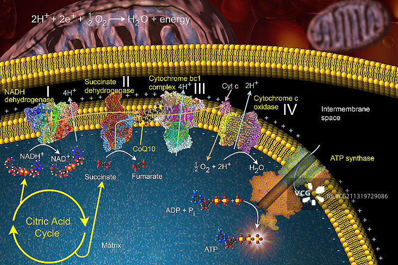 电子传递链图片素材