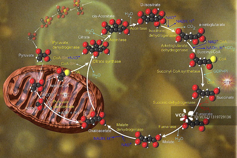 柠檬酸循环图片素材