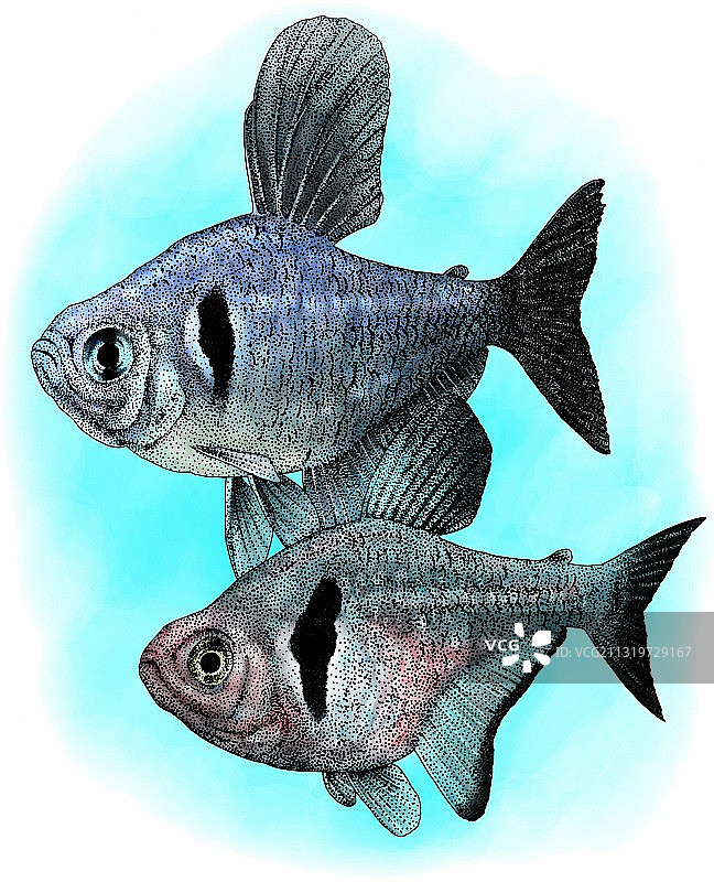 黑幻象鱼图片素材