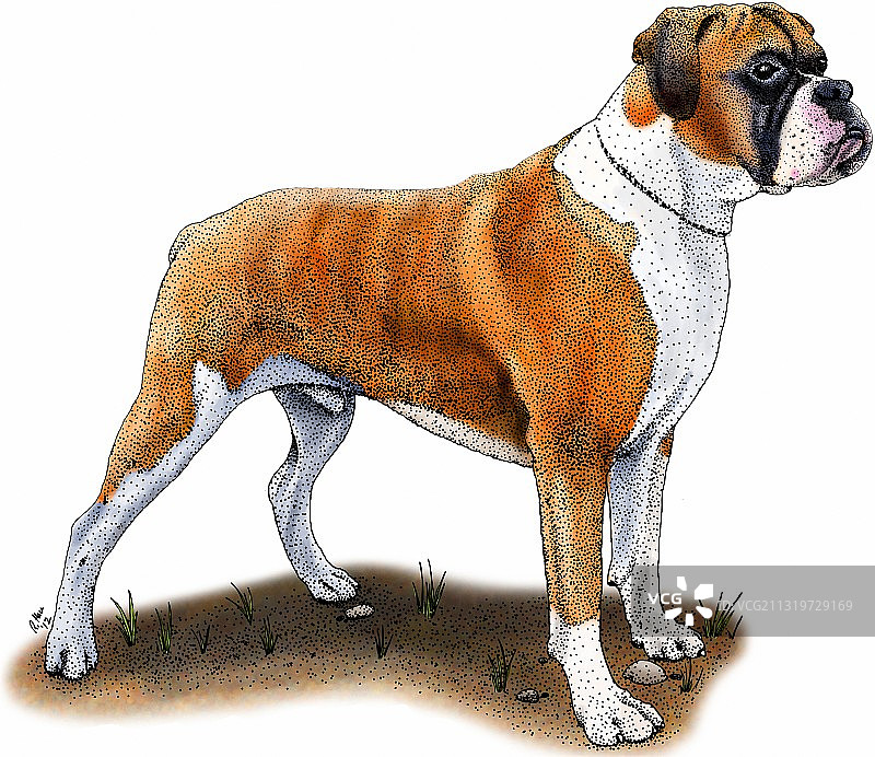 拳师狗图片素材