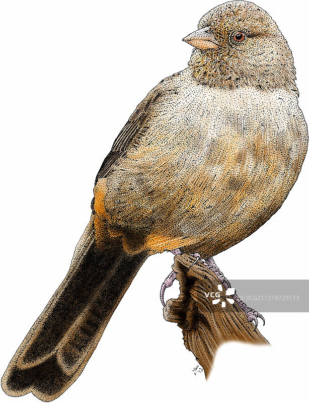 加州鹀图片素材