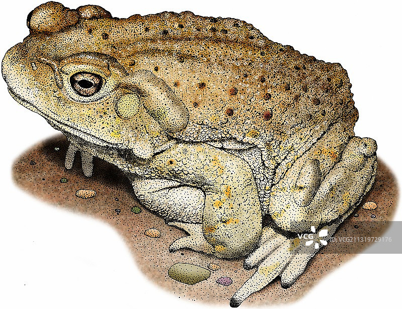 科罗拉多河蟾蜍图片素材