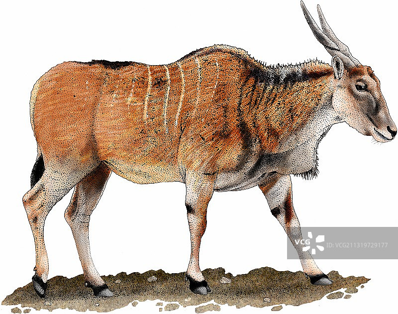 普通大羚羊图片素材