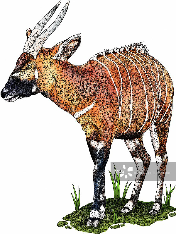 东非林羚图片素材