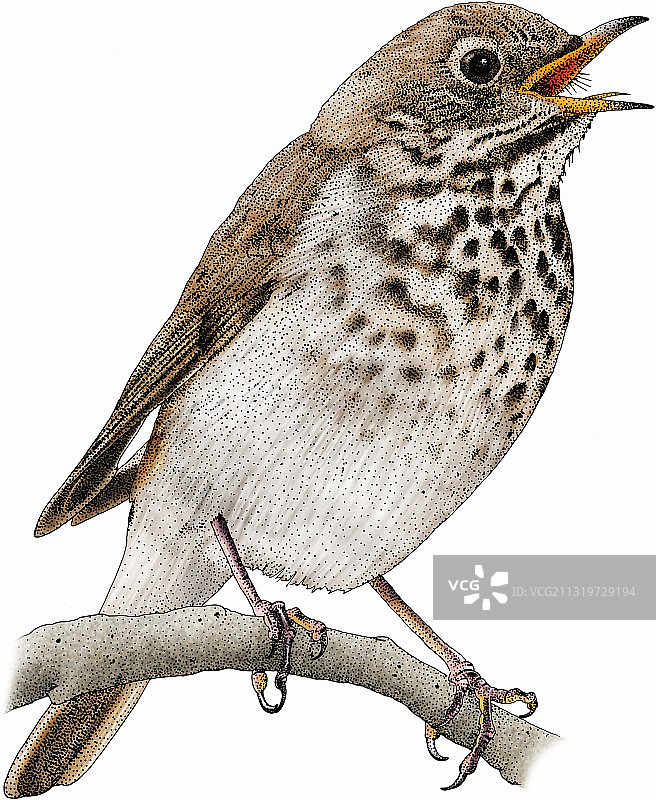 隐士鸫鸟图片素材