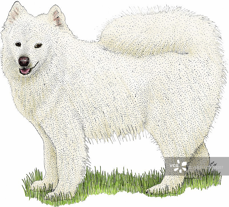 萨摩耶犬图片素材