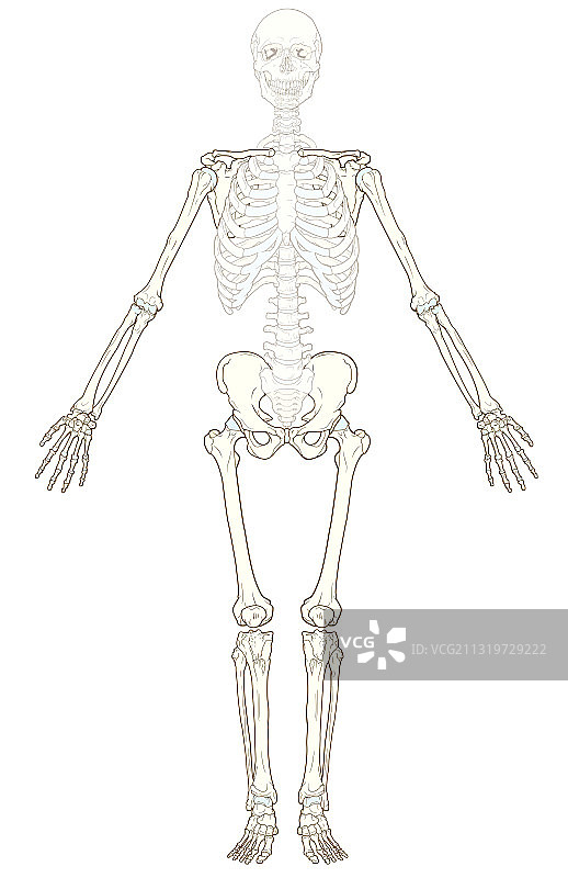 附肢骨骼图片素材